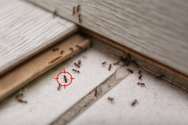 Best Pest Removal Services  in Dudley, NC