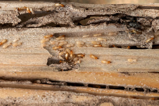 Best Residential Pest Control  in Dudley, NC
